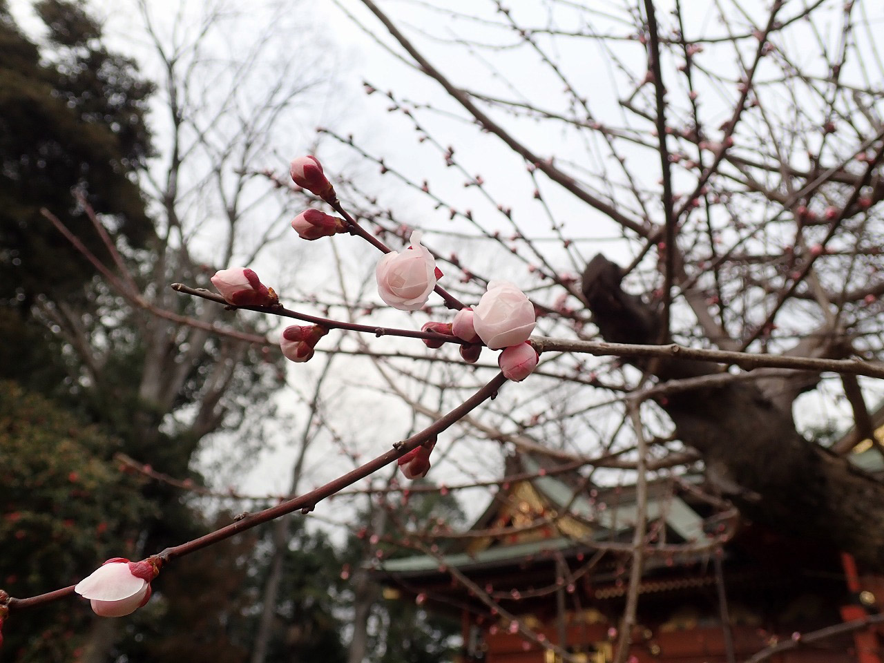 川越市の三芳野神社の梅のつぼみ