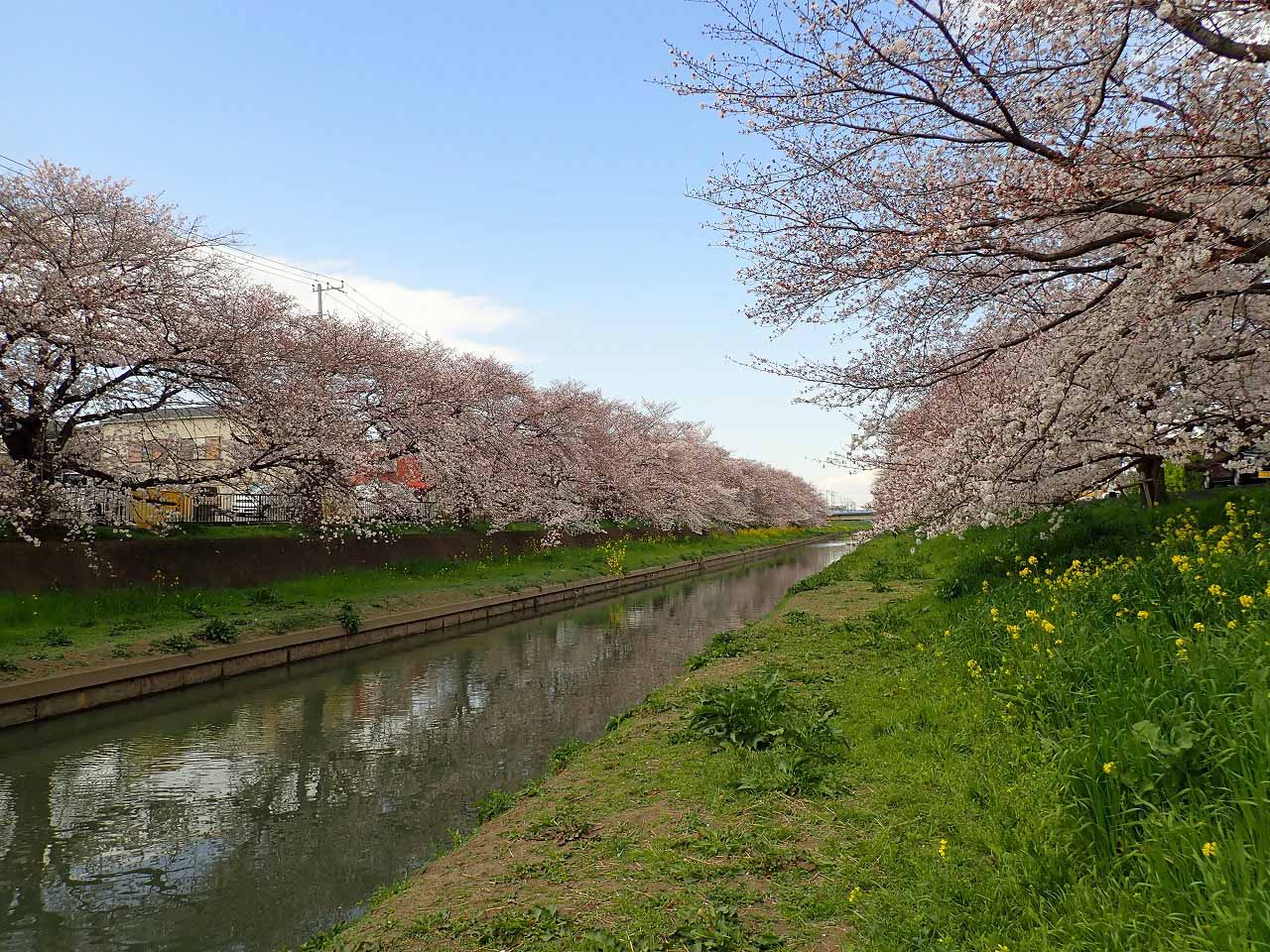 桜が美しい精進場橋付近の土手