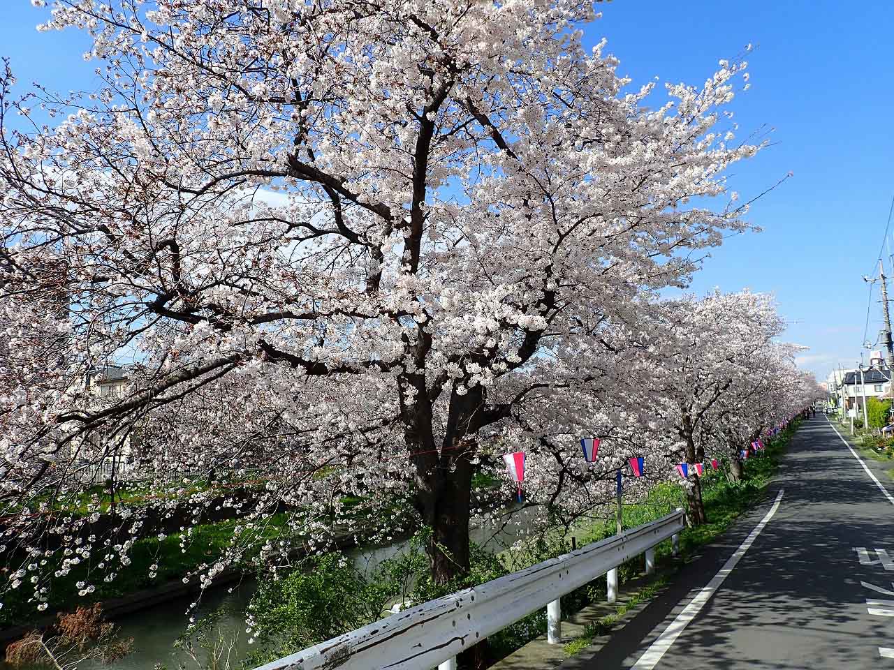 春の桜が咲く精進場橋付近の様子