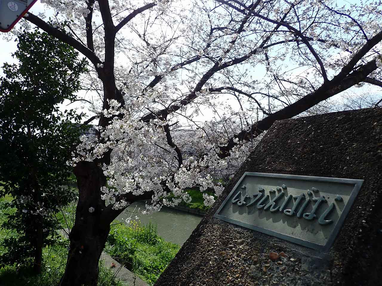 美しい桜が楽しめる精進場橋付近