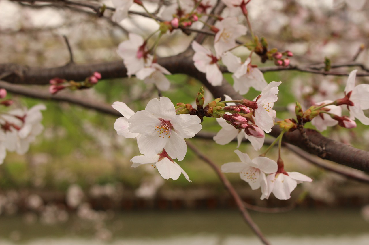 川越市の少しつぼみが残っている桜