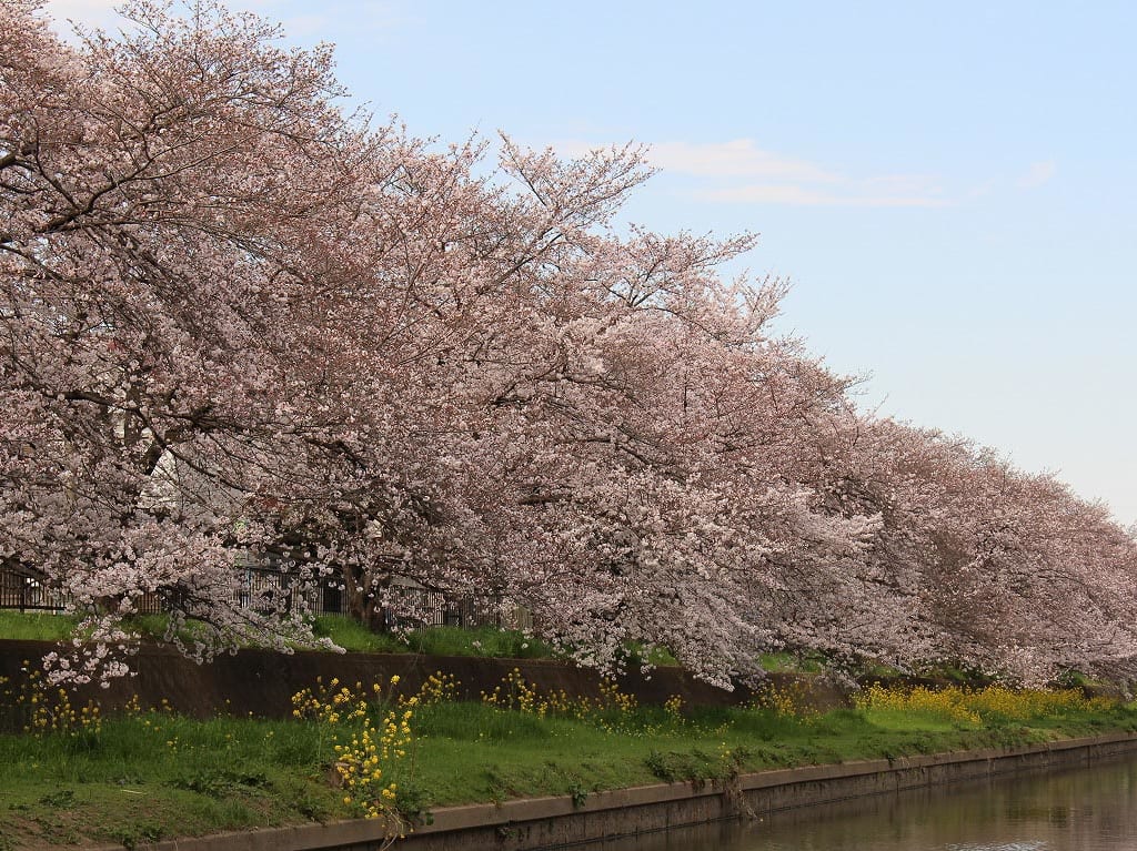 川越の新河岸川沿いの桜