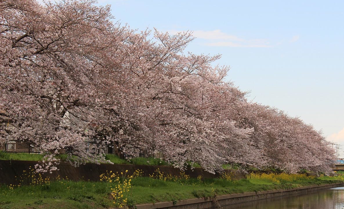 川越の新河岸川沿いの桜