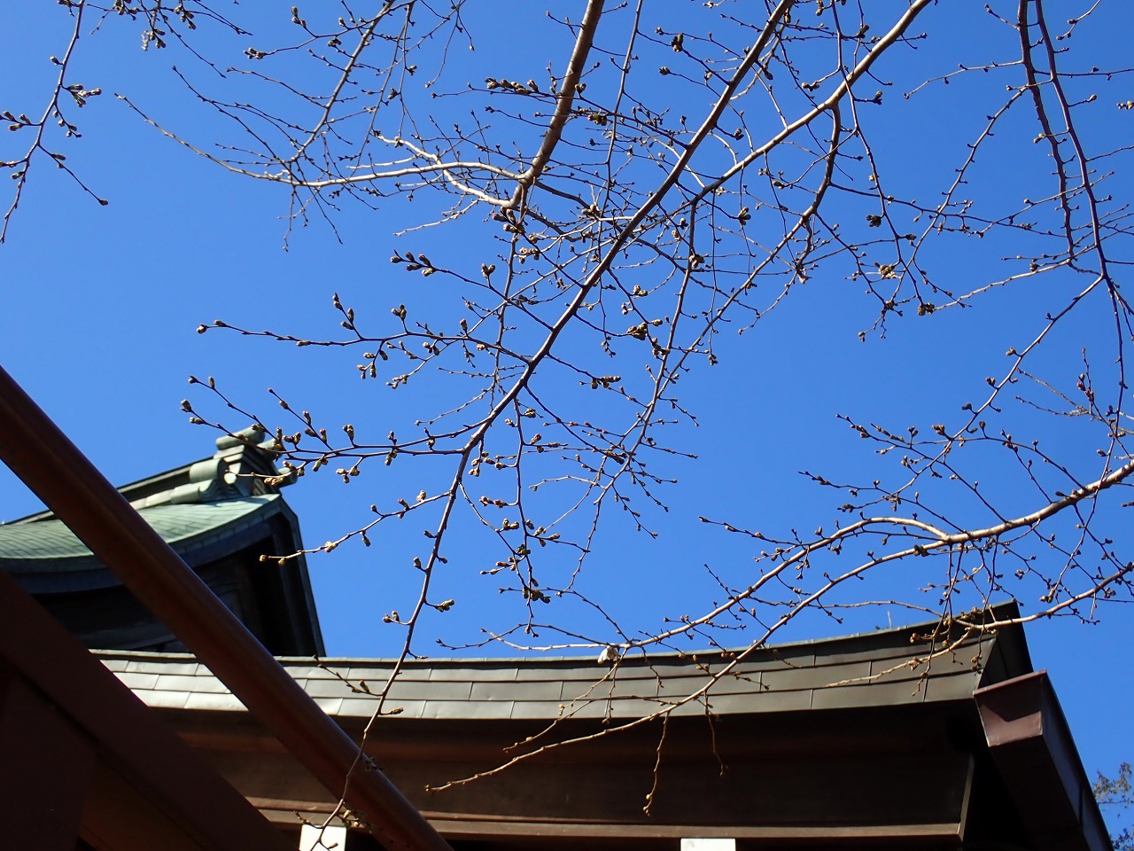 枝いっぱいについている川越・喜多院の桜のつぼみ