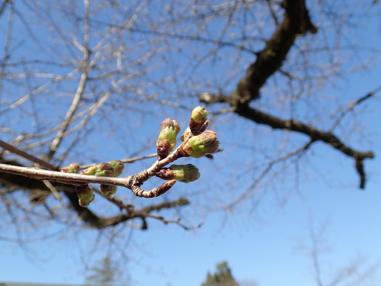 間もなく咲きそうな川越・喜多院の桜のつぼみ