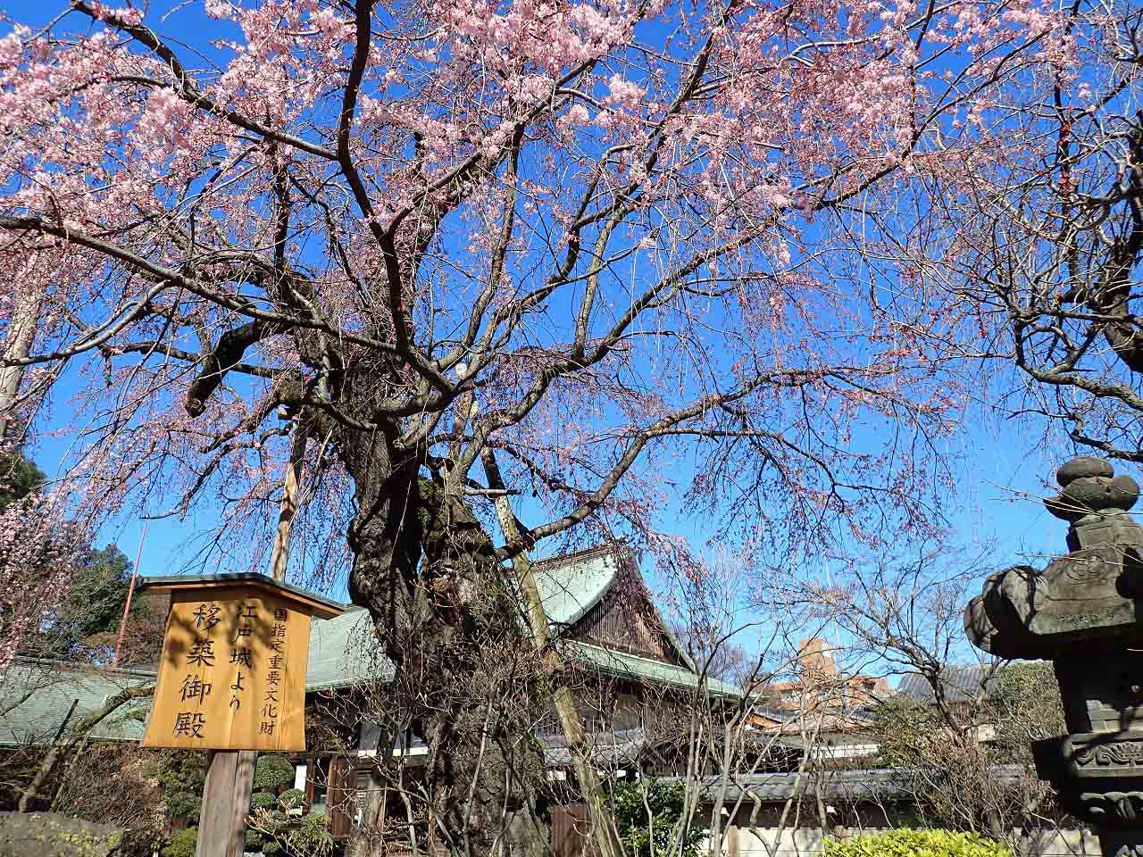 2020年3月12日撮影した川越・喜多院の枝垂れ桜