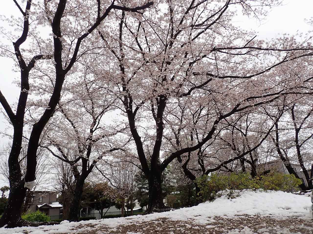 珍しい桜と雪の組み合わせ
