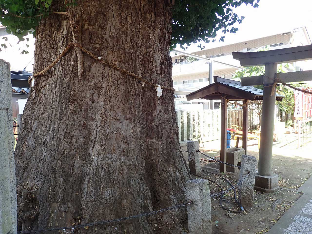 川越の出世稲荷神社の大きなイチョウ