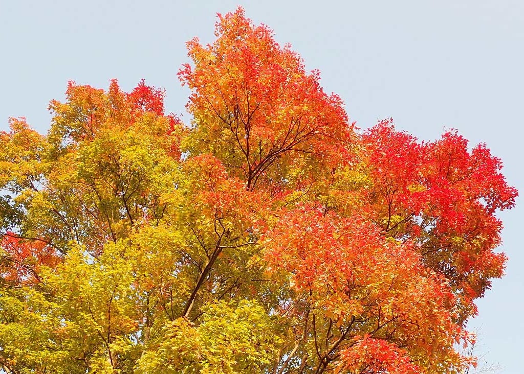 2020年秋の中院の紅葉