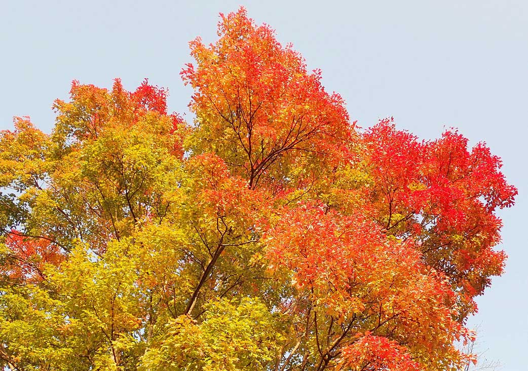 2020年秋の中院の紅葉