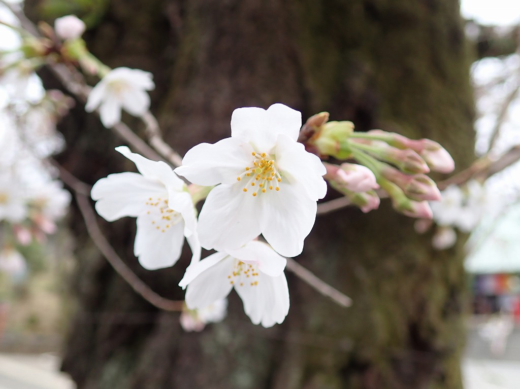 喜多院の桜の花