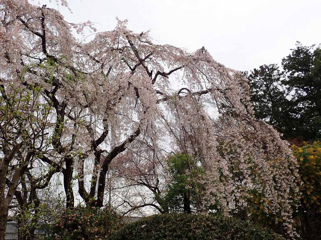 満開の中院の桜