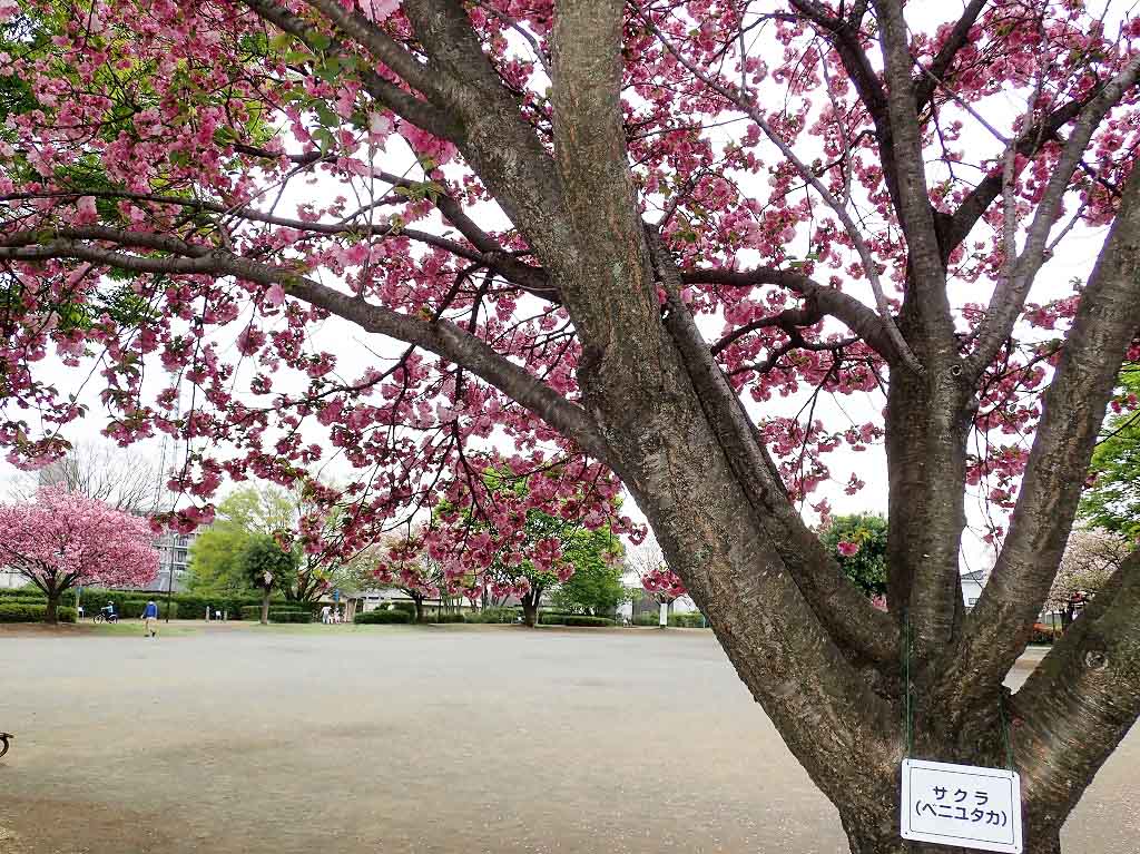 「岸町健康ふれあい広場」の濃いピンクの桜
