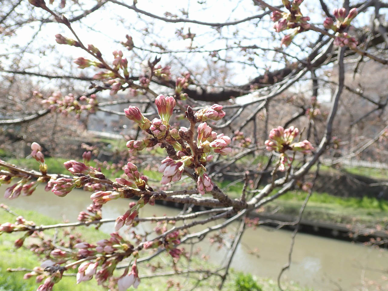 2022年の川越市の桜の開花状況