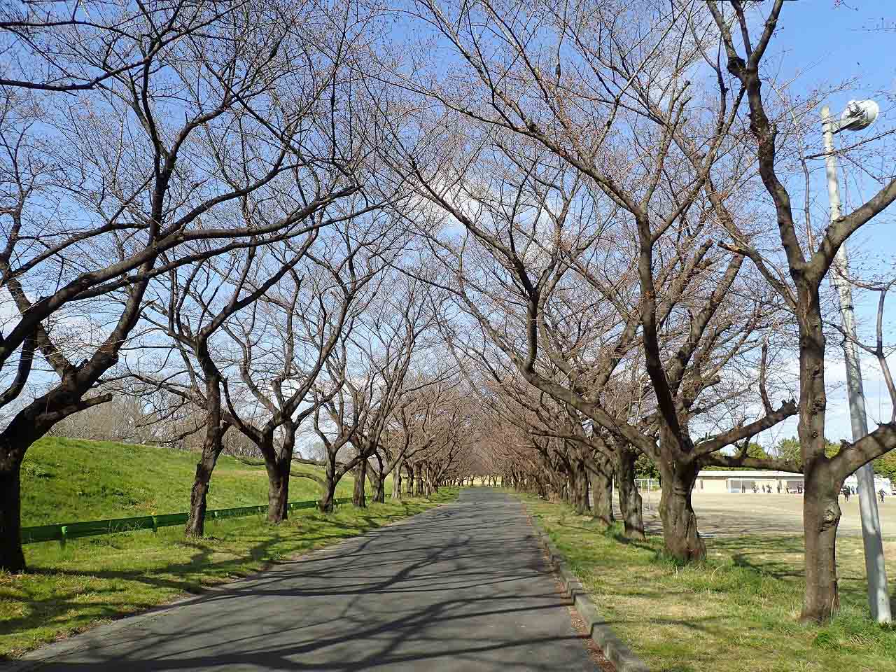 2022年の川越市の桜の開花状況