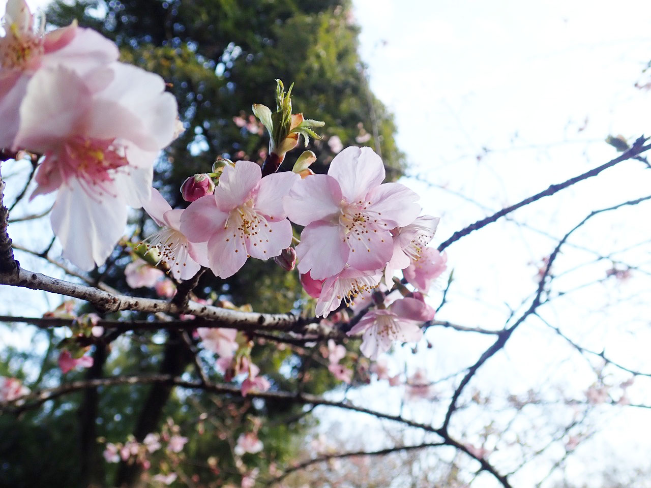 2月に開花する川越の河津桜