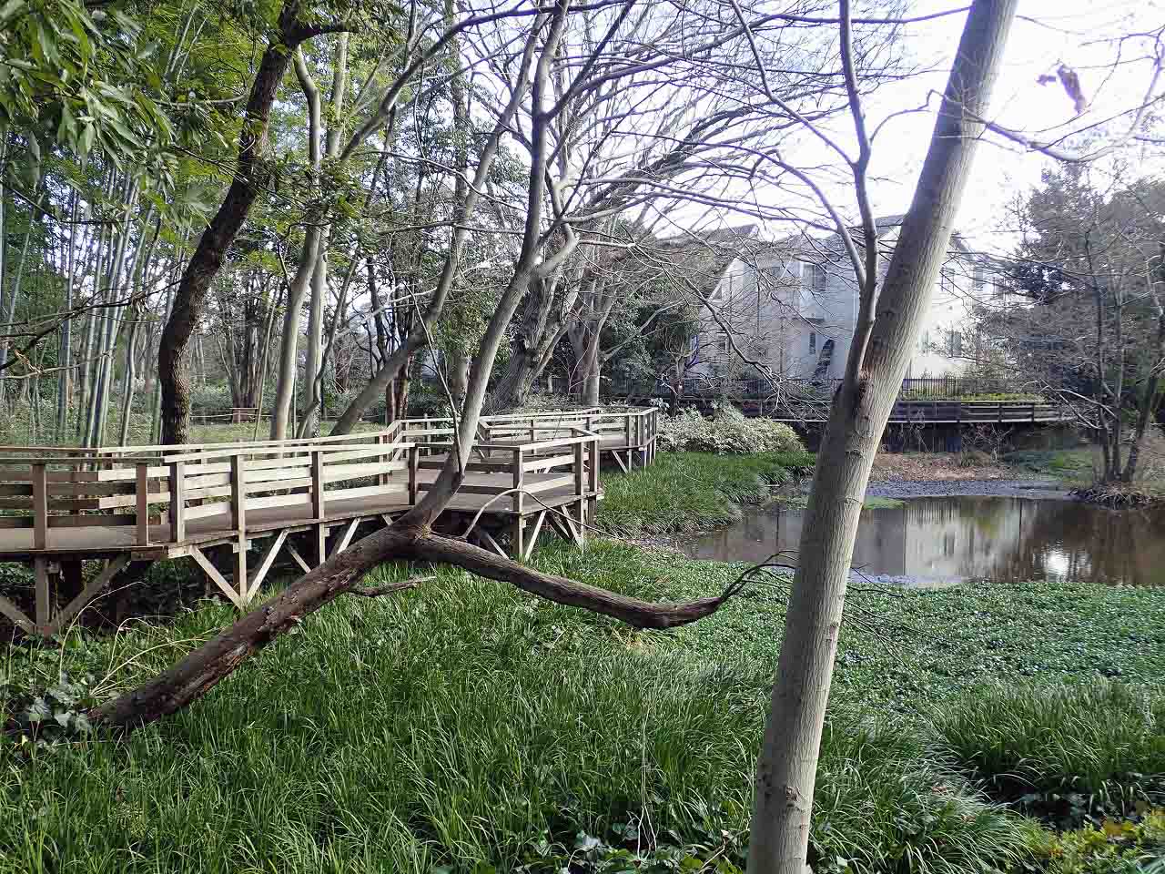 2月に開花する川越の河津桜