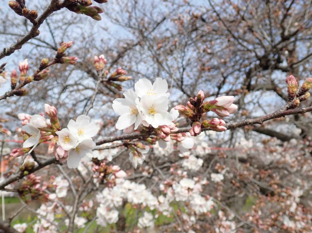 2023年の川越市内の桜の開花状況