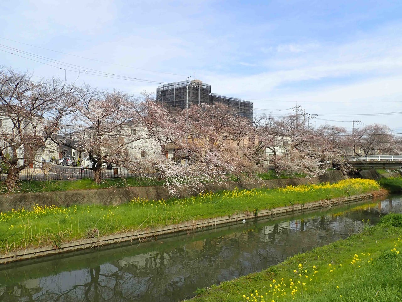 2023年の川越市内の桜の開花状況