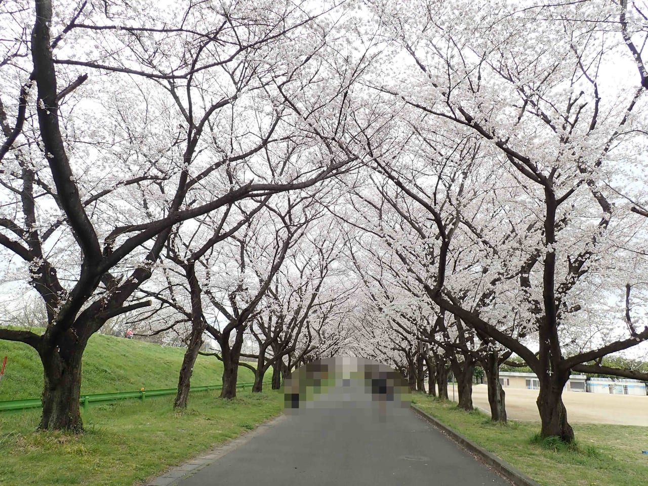 2023年の川越市内の桜の開花状況
