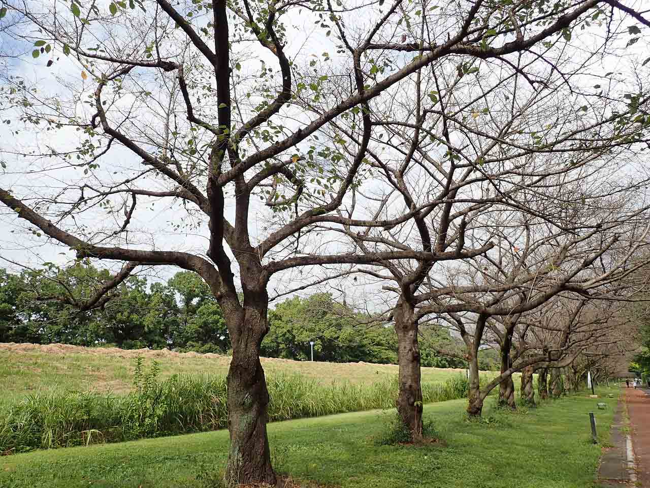 2023年、9月に開花した川越水上公園の桜