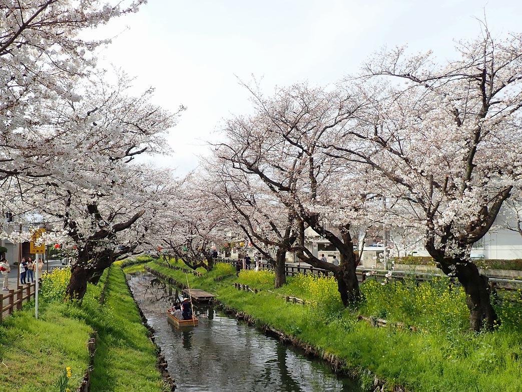 2024年の川越の桜の開花状況