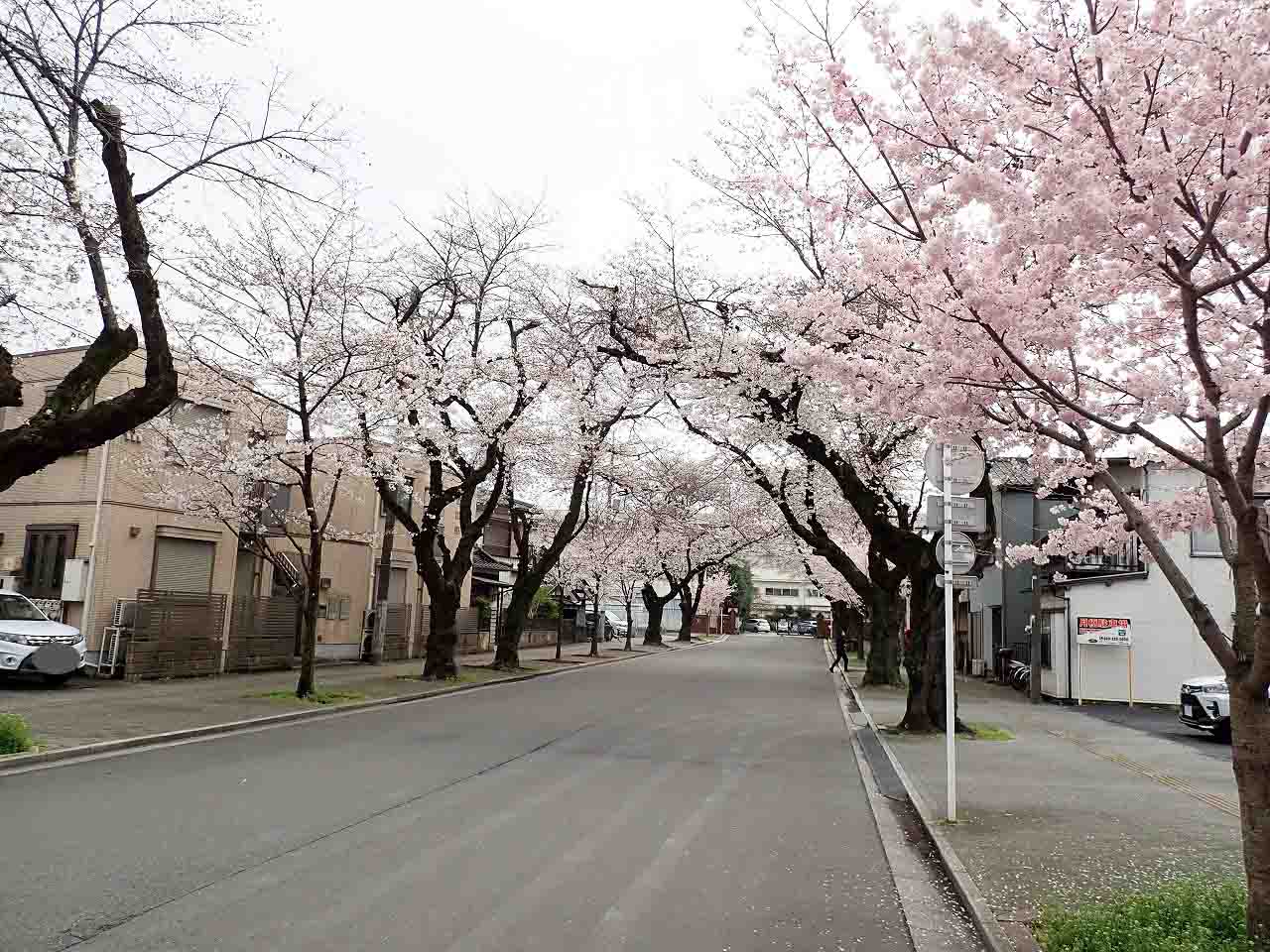 2024年の川越の桜の開花状況