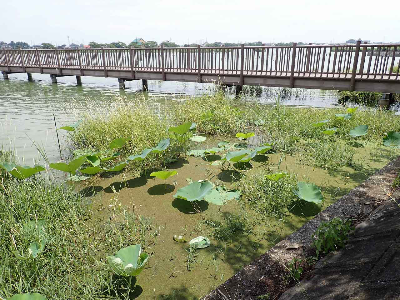 2024年初夏～夏の伊佐沼周辺の花の開花状況