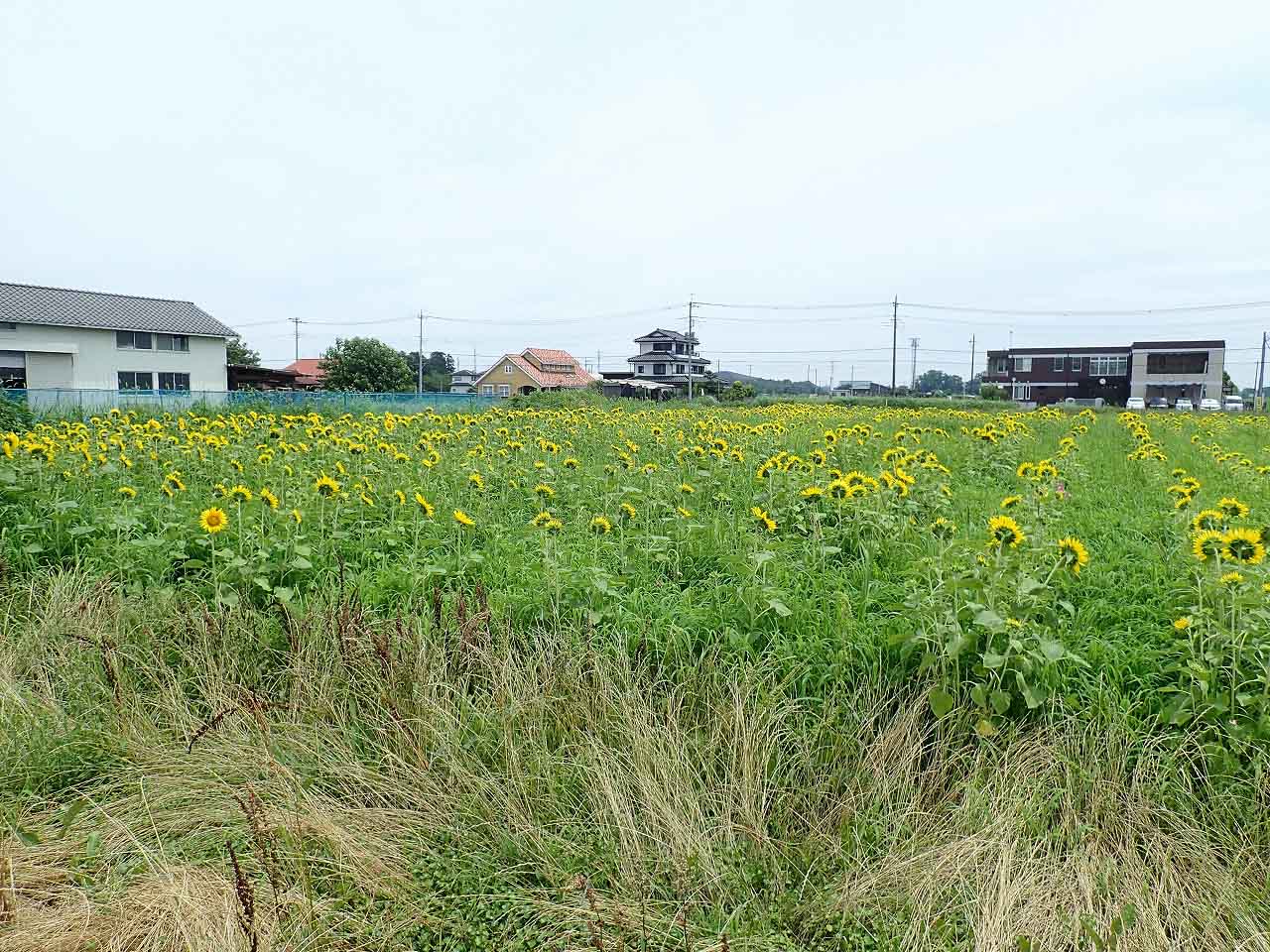 2024年初夏～夏の伊佐沼周辺の花の開花状況