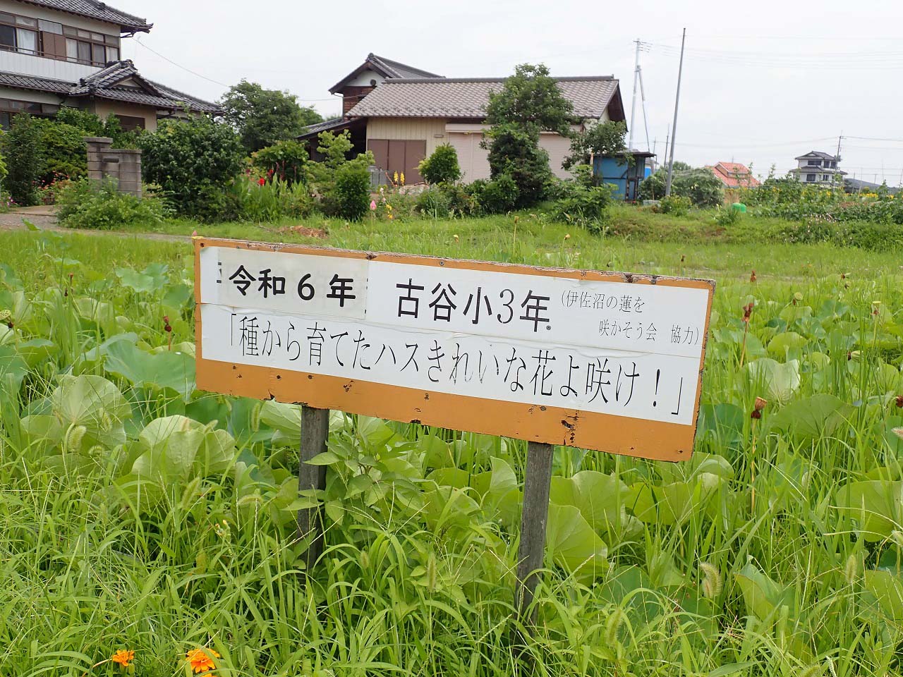 2024年初夏～夏の伊佐沼周辺の花の開花状況