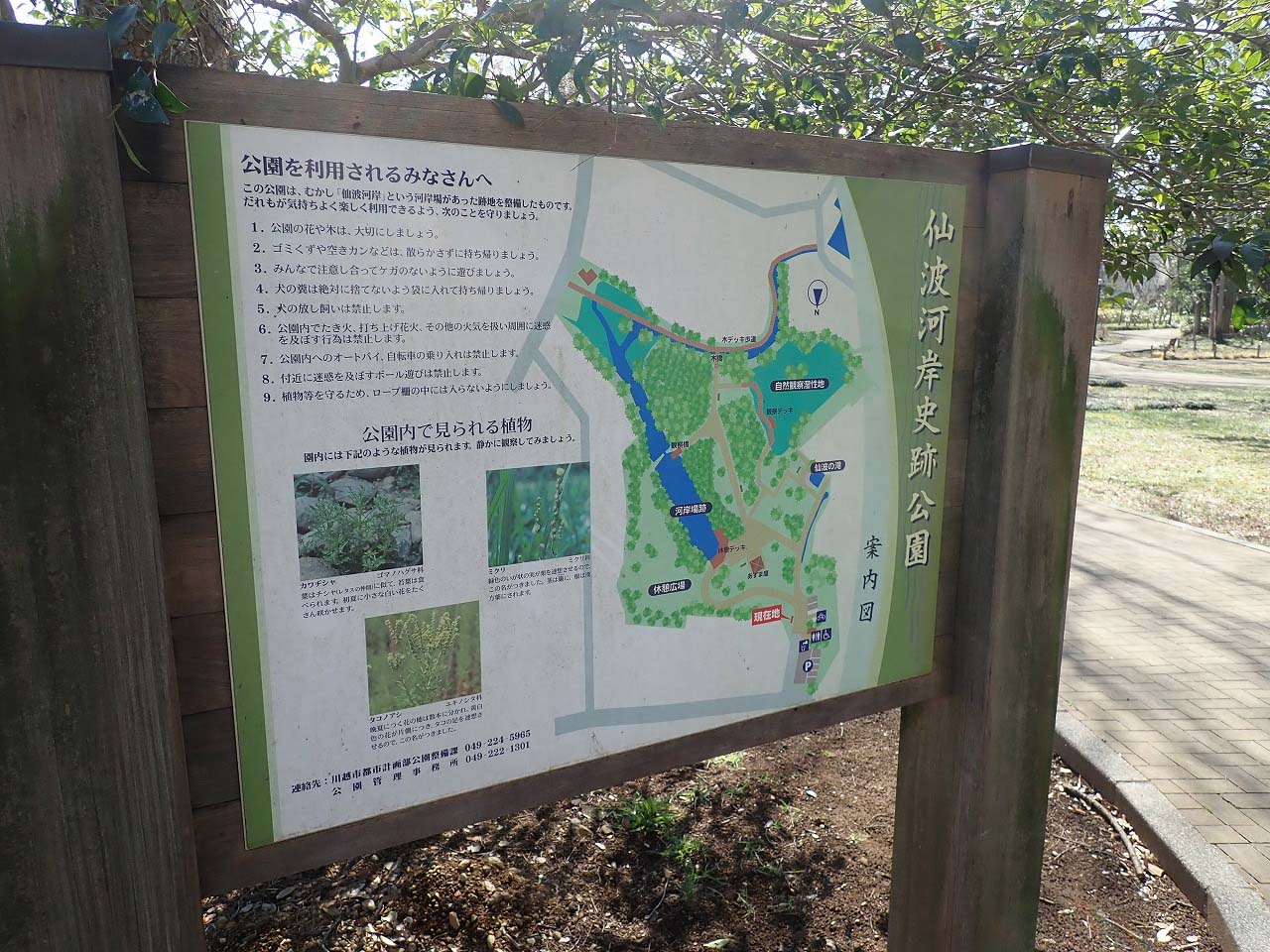 美しい川越の仙波河岸史跡公園の河津桜