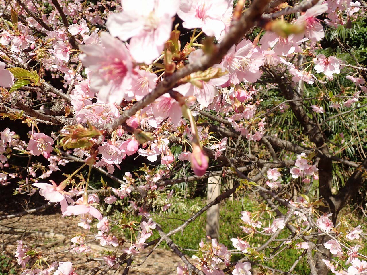 美しい川越の仙波河岸史跡公園の河津桜