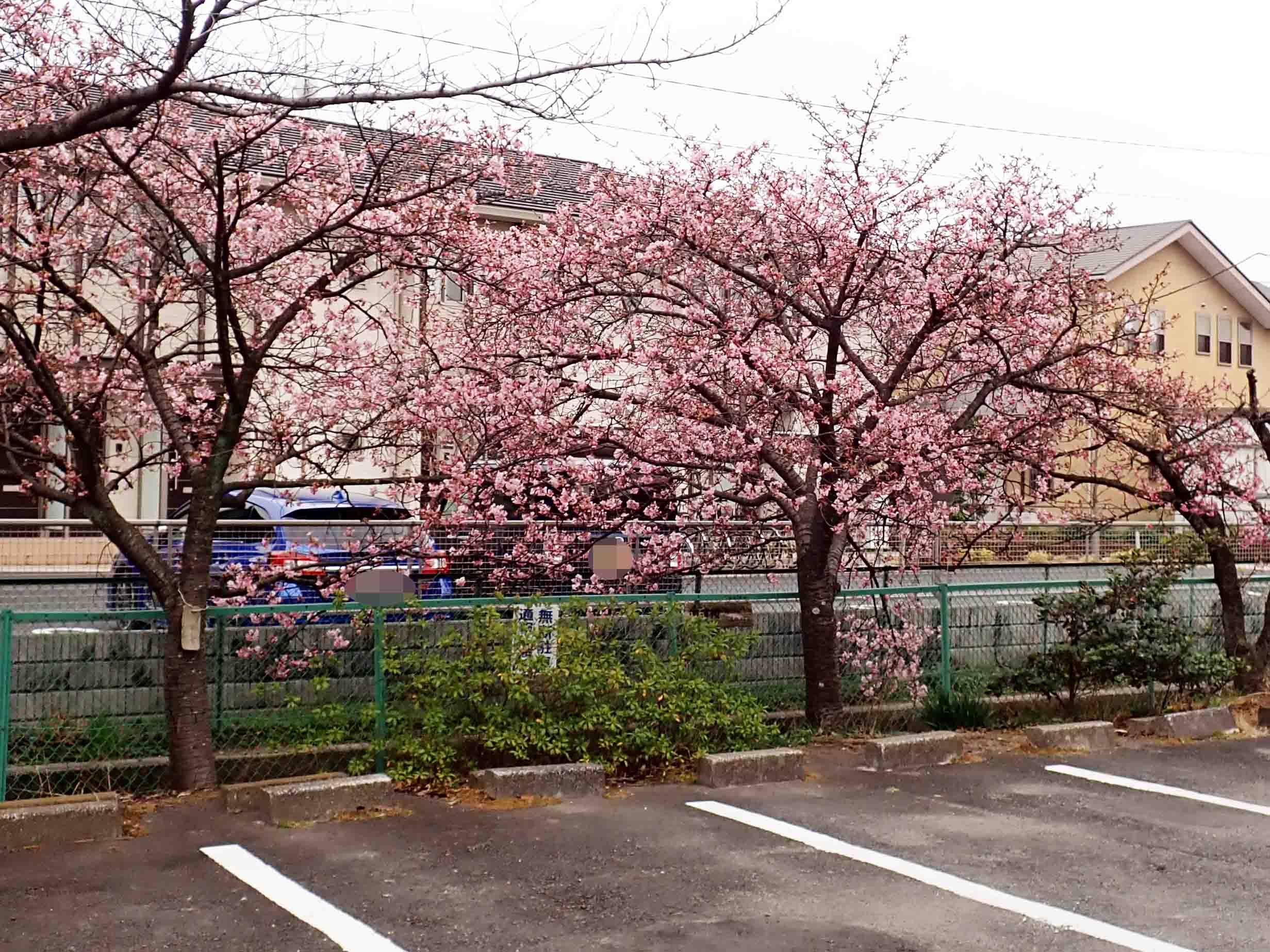 美しい川越の仙波河岸史跡公園の河津桜