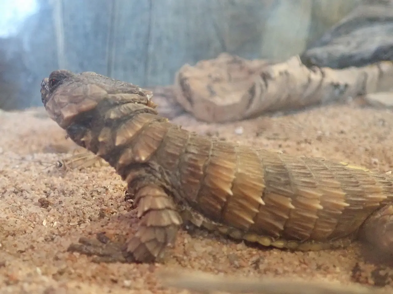 鶴ヶ島の爬虫類のお店『DEN reptiles』