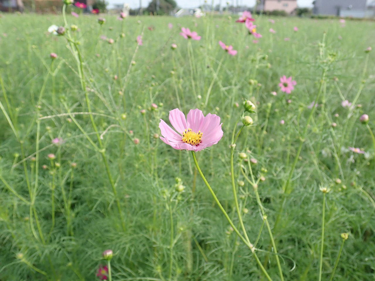 川越の20225年秋の花