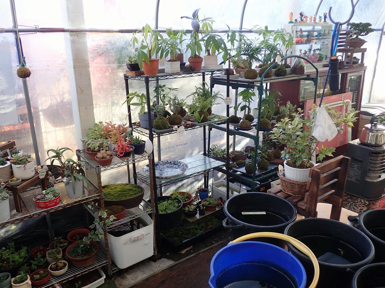 『じゅん散歩』で紹介された川越のコケとメダカのお店『グリーンモス石井』
