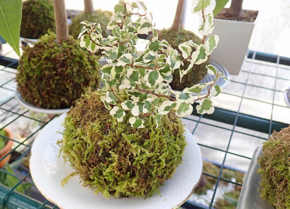 『じゅん散歩』で紹介された川越のコケとメダカのお店『グリーンモス石井』