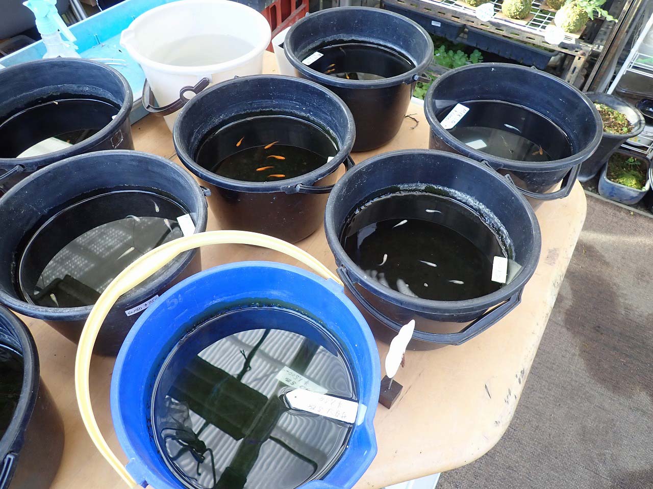 『じゅん散歩』で紹介された川越のコケとメダカのお店『グリーンモス石井』