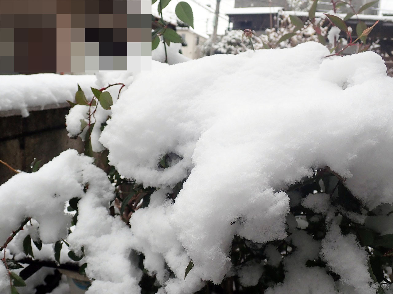 2026年2月の川越の雪