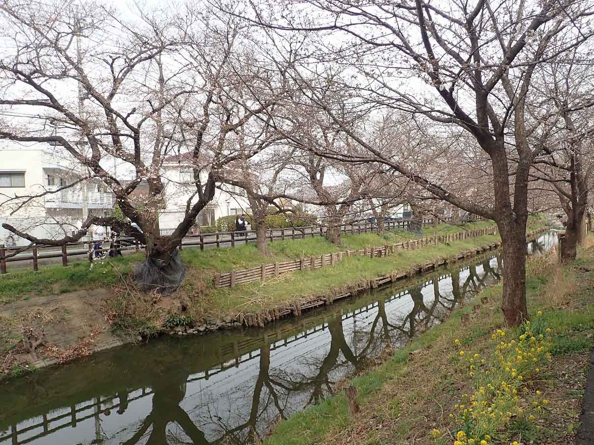 2026年の川越の桜の開花状況