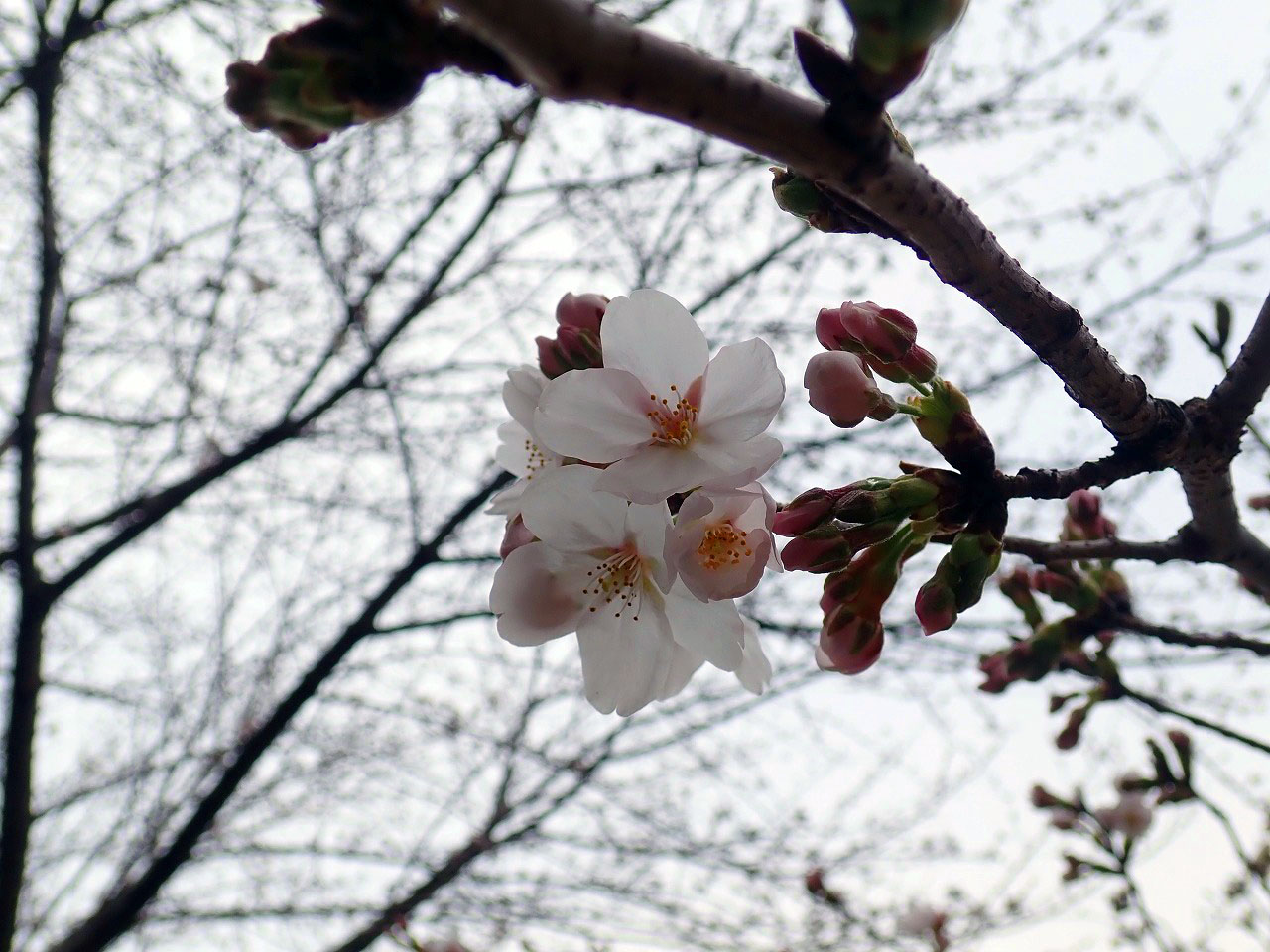 2026年の川越の桜の開花状況