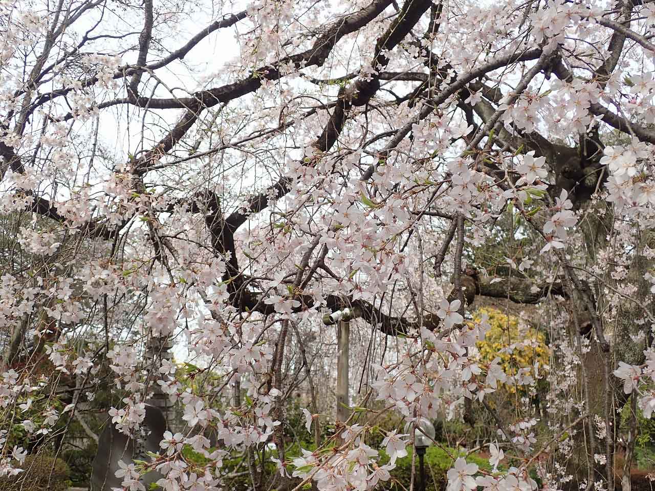 2026年の川越の桜の開花状況