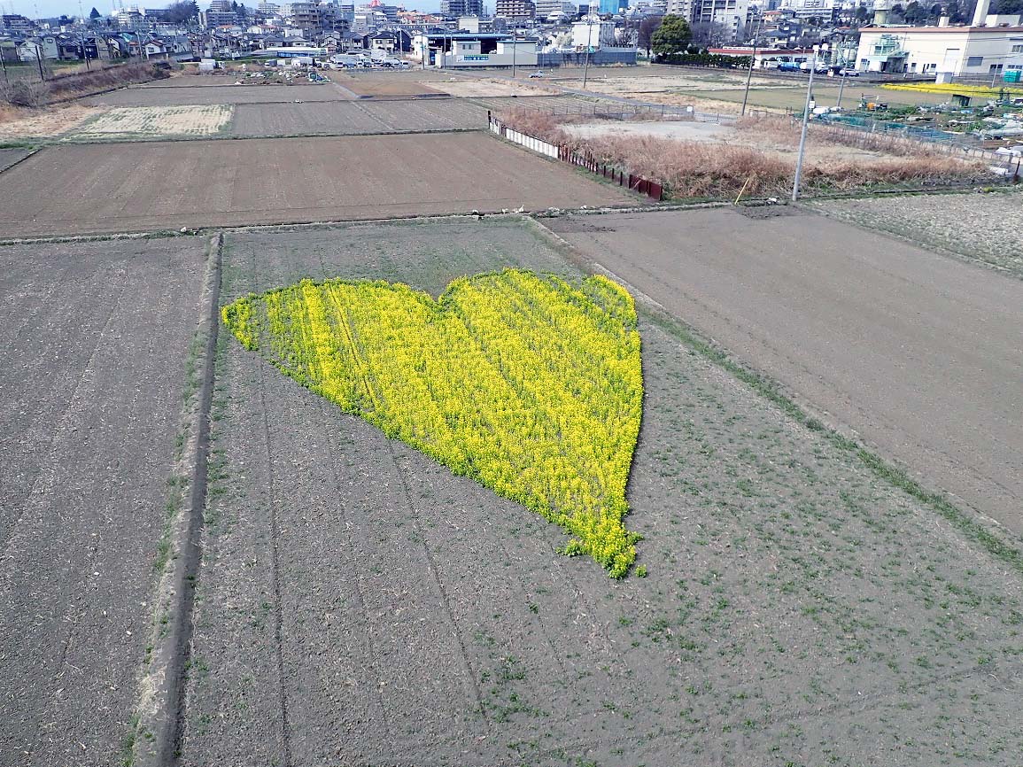 2026年3月中旬の川越市内の情報