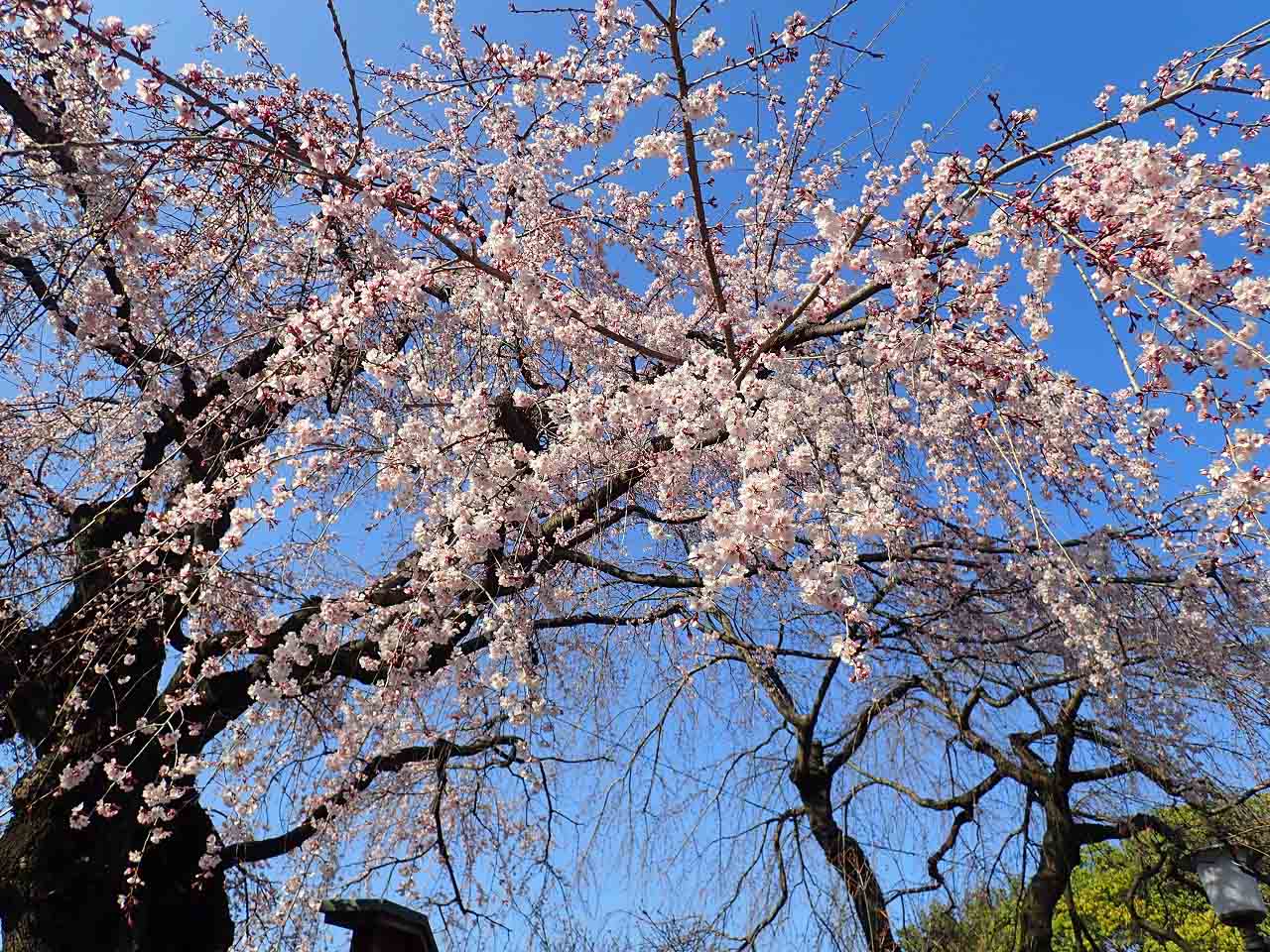 2026年3月中旬の川越市内の情報