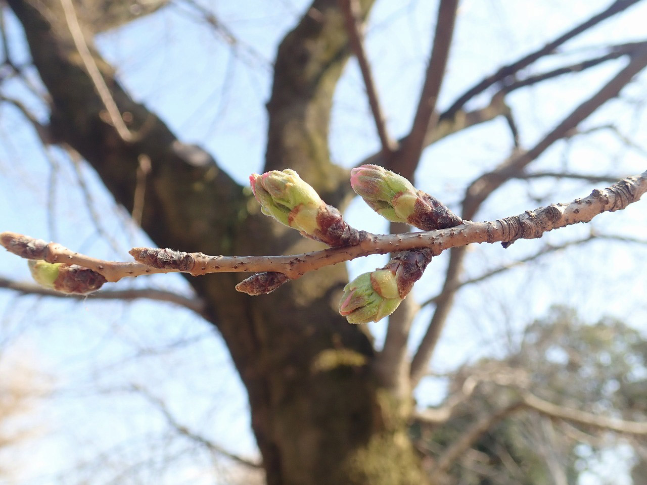 2026年3月中旬の川越市内の情報