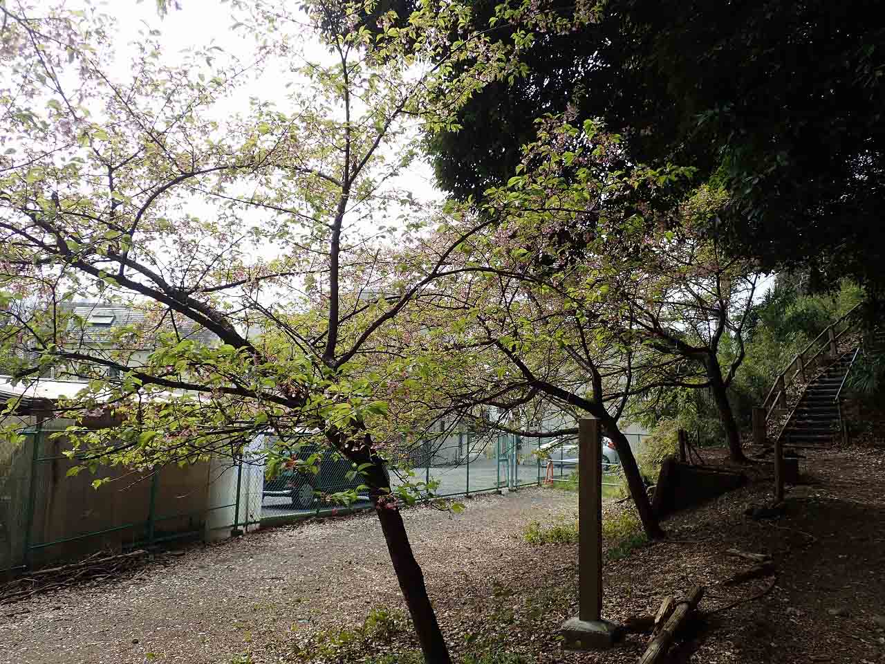 2026年3月中旬の川越市内の情報