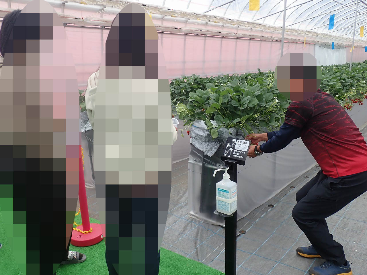 2026年春にオープンの川越のいちご狩りの施設『リトルプリンス いちご縁』