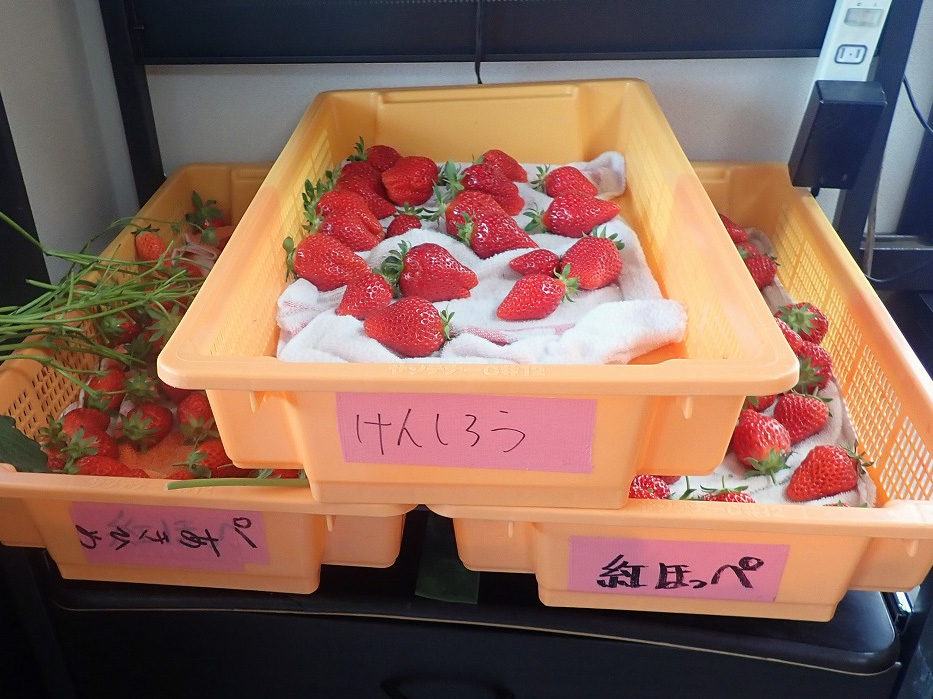 2026年春にオープンの川越のいちご狩りの施設『リトルプリンス いちご縁』