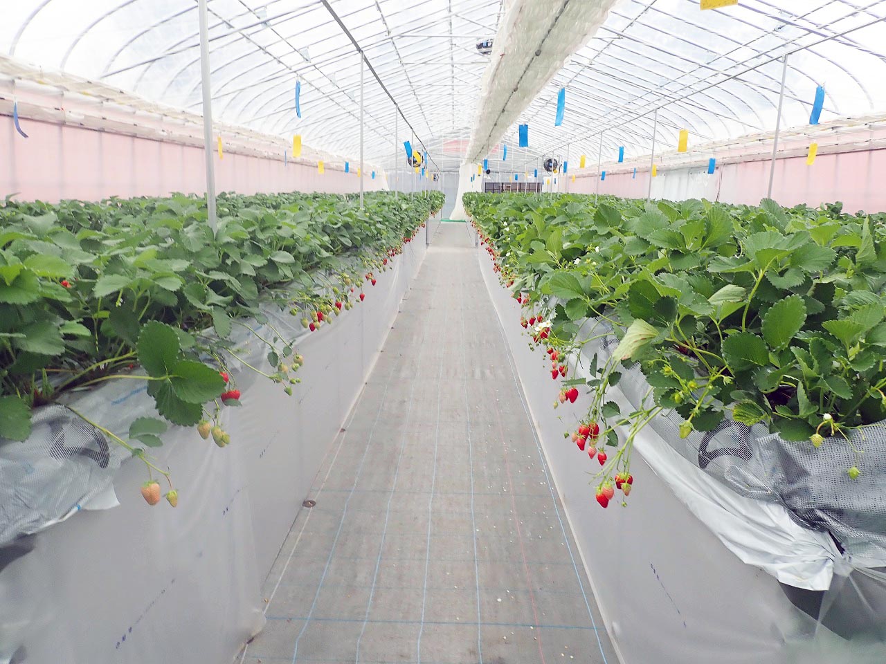 2026年春にオープンの川越のいちご狩りの施設『リトルプリンス いちご縁』