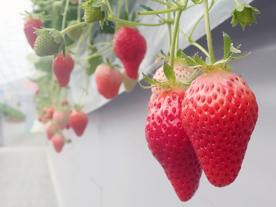 2026年春にオープンの川越のいちご狩りの施設『リトルプリンス いちご縁』